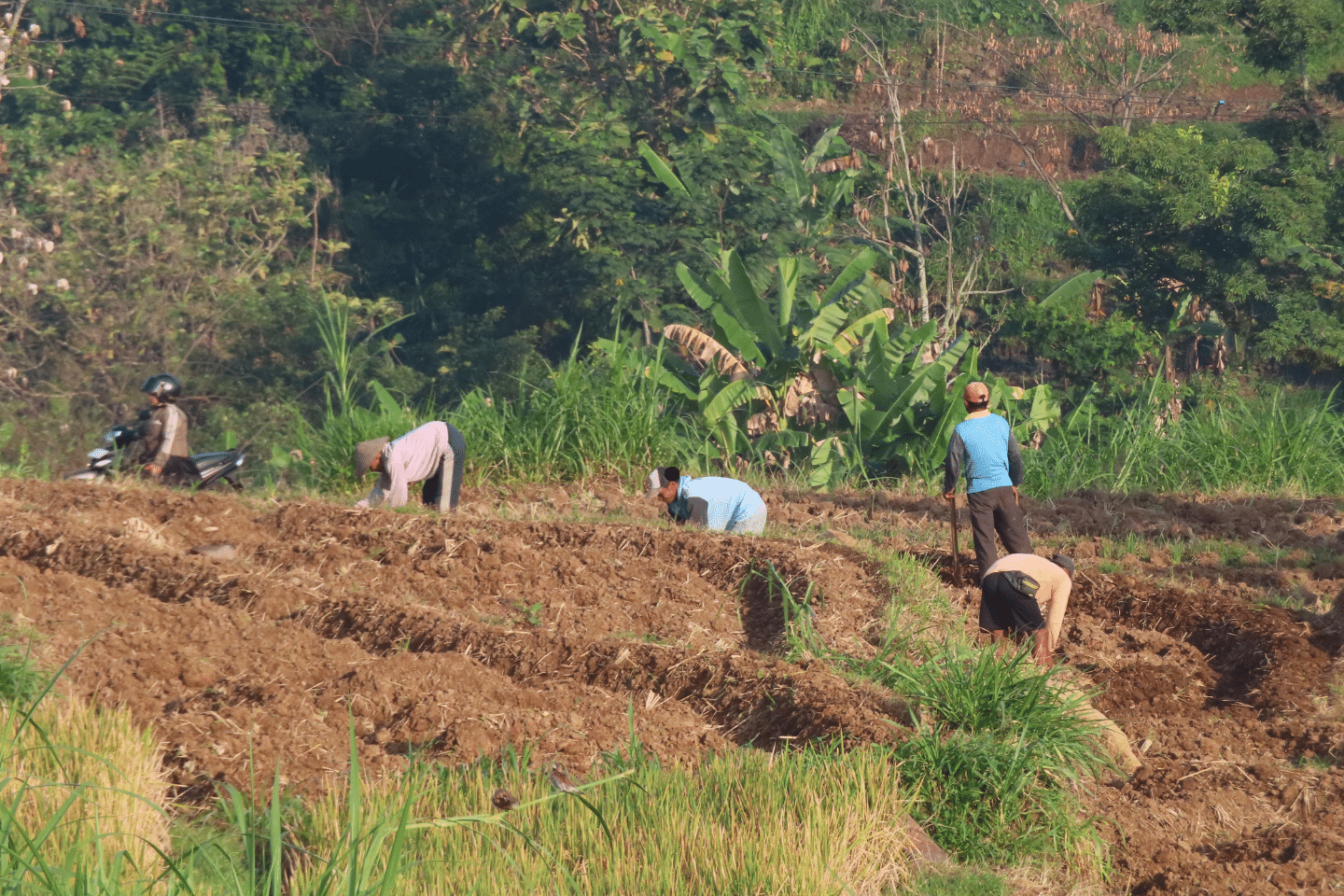 Agricultural laborers working on tilled soil rows surrounded by vegetation and trees.