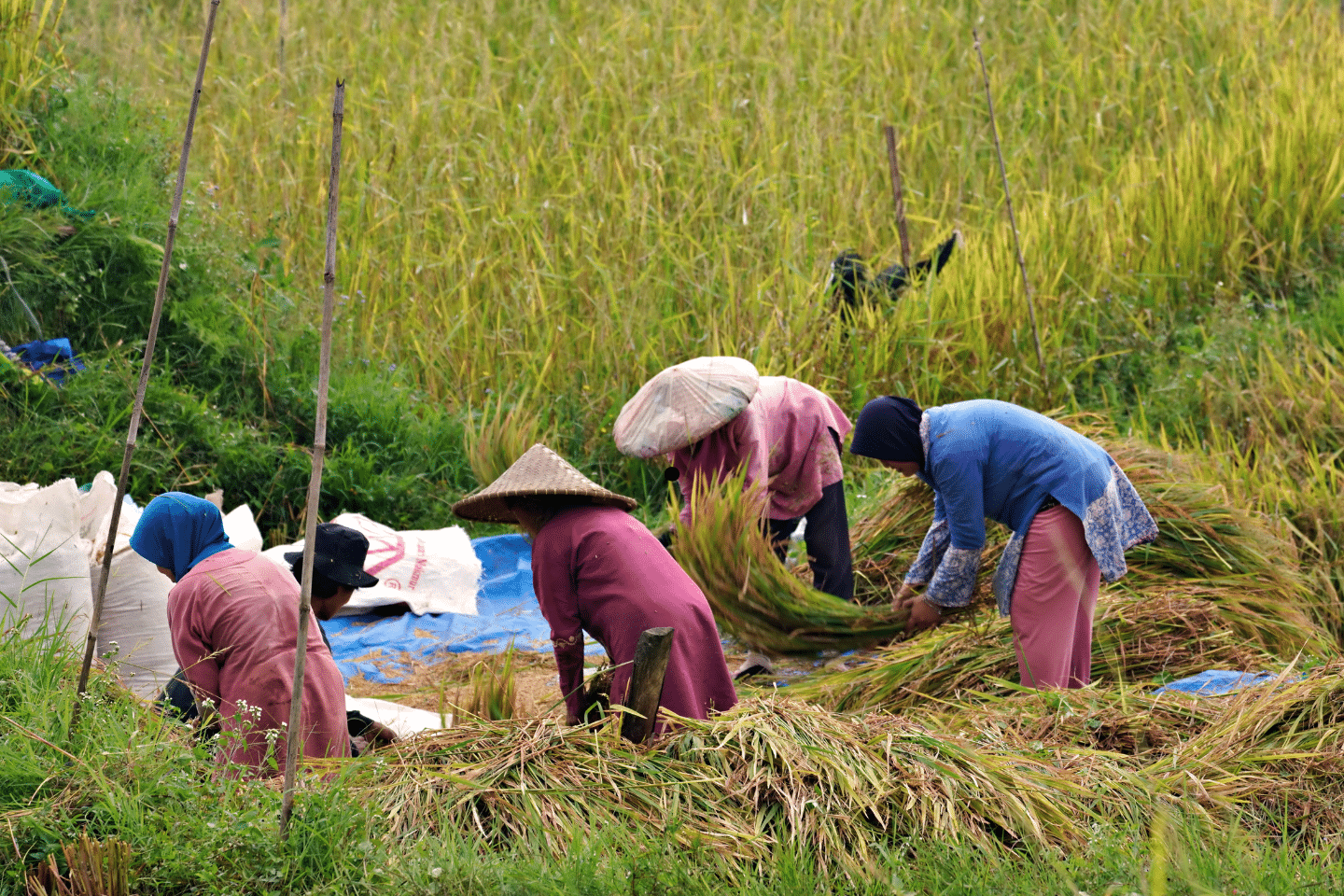 Farm workers harvesting rice in a field while wearing traditional hats.