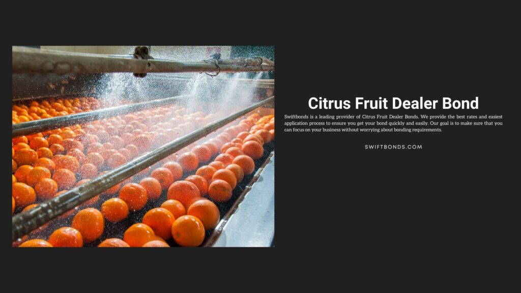 Citrus Fruit Dealer Bond - The process of washing and cleaning of citrus fruits in a modern production line.