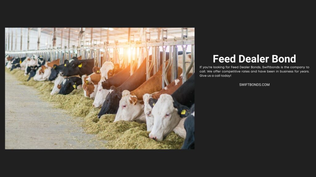 Feed Dealer Bond - Dairy cows feeding in a free livestock hall.