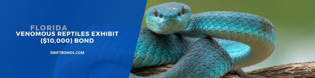 Florida - Venomous Reptiles Exhibit ($10,000) Bond - Venomous snake on tree branch.