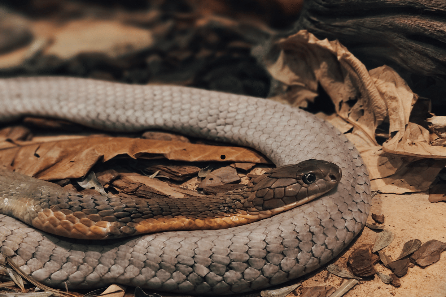 A coiled venomous snake lying on dry leaves and forest floor debris.