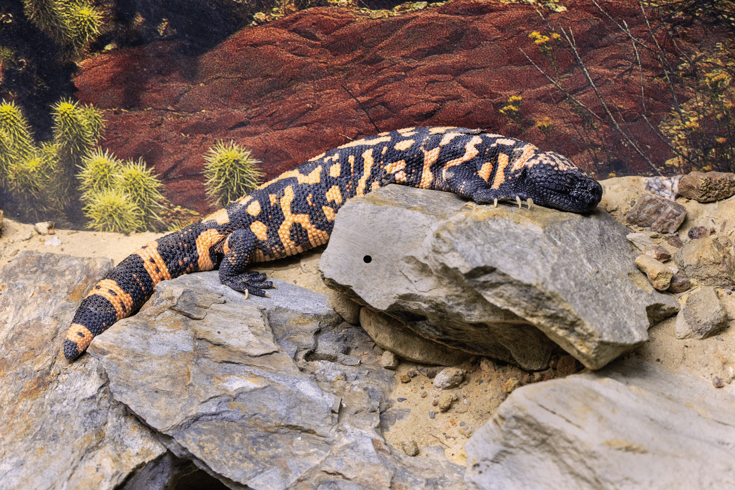 A Gila monster resting on a rocky surface in a desert-themed enclosure.
