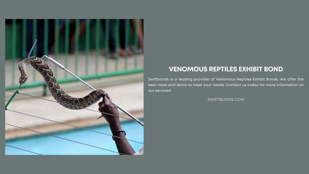 Venomous Reptiles Exhibit Bond - Pofadder venomous snake displayed.