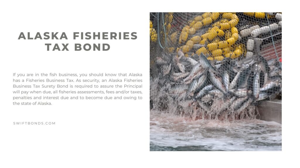 Alaska Fisheries Tax Bond Image - Commercial fishing in the harbor involves lots of fish. The pink salmon are gathere up in one catch.