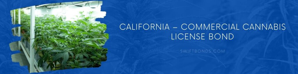 California – Commercial Cannabis License Bond - Commercially grown cannabis indica.
