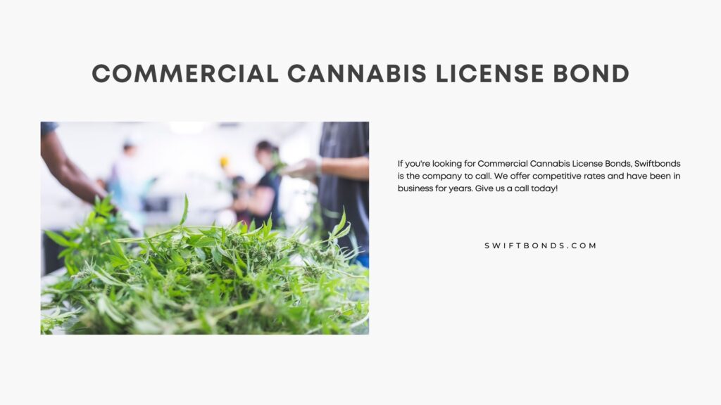 Commercial Cannabis License Bond - Harvesting cannabis plants in an indoor commercial farm.