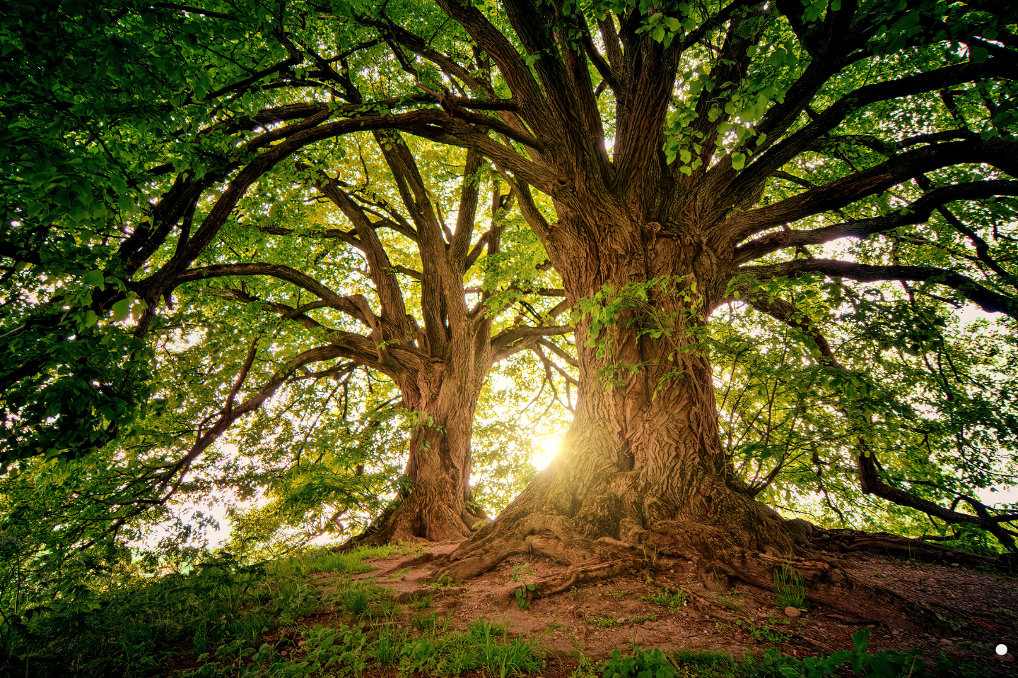 Two large, mature trees with expansive branches illuminated by warm sunlight.