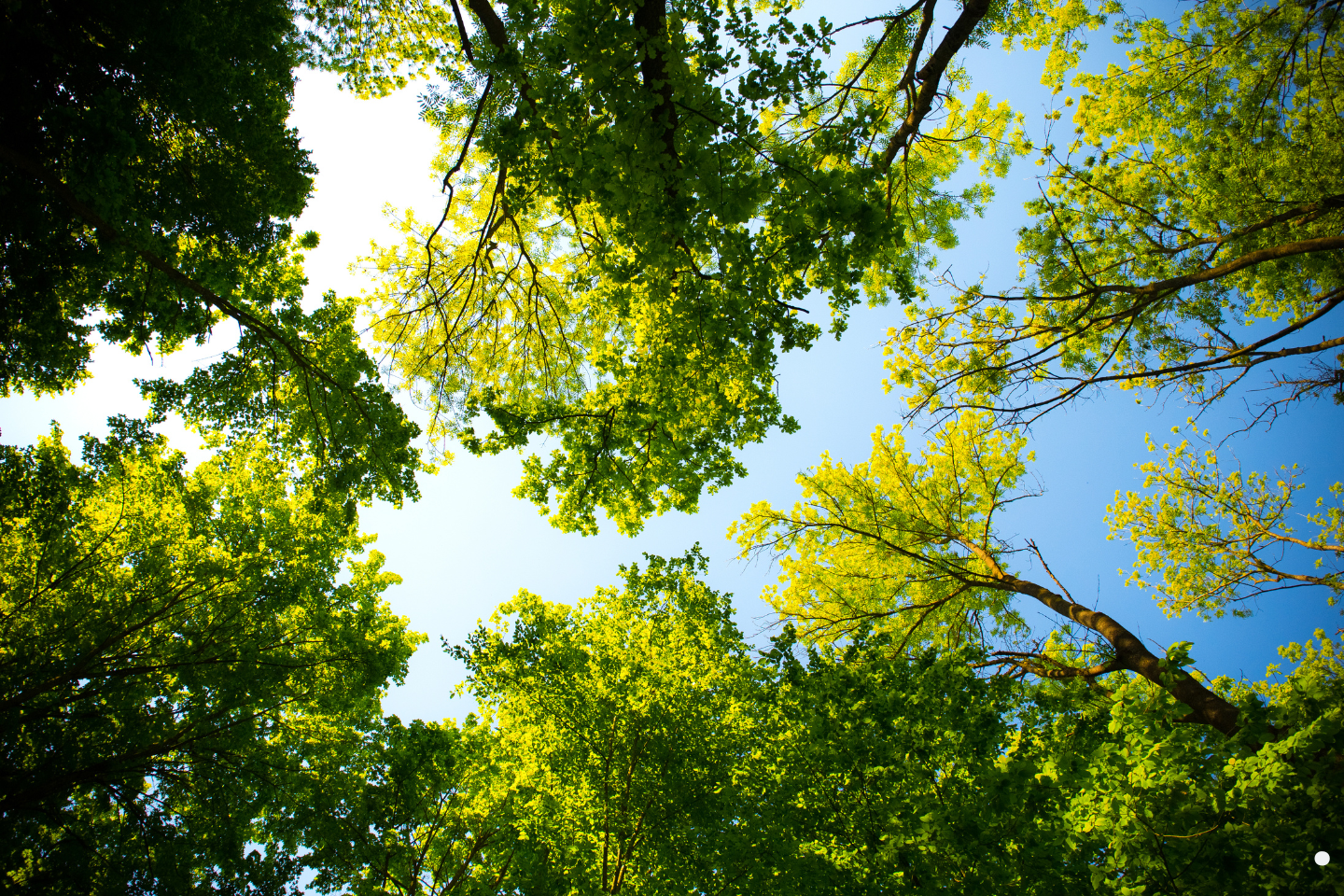 Sunlit view looking up through a canopy of green tree leaves against a bright blue sky.
